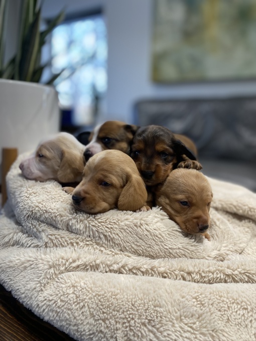 Mini Dachshund