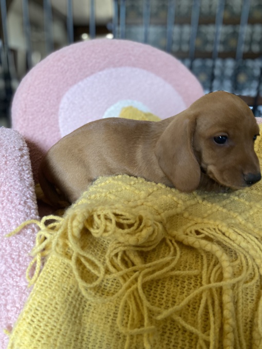 Mini Dachshund
