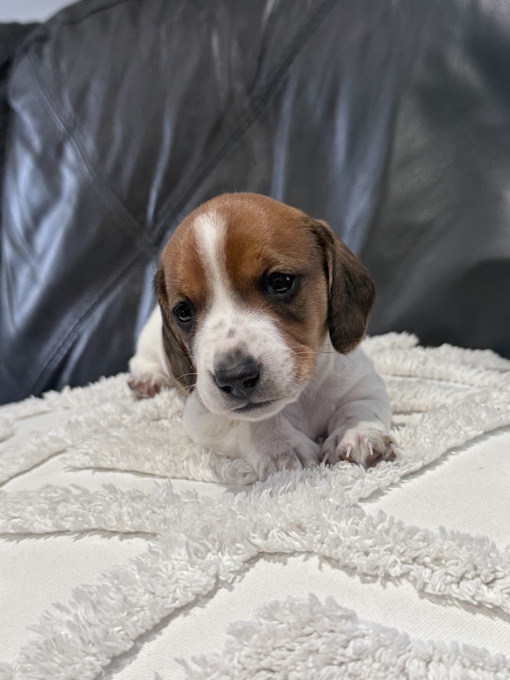Mini Dachshund