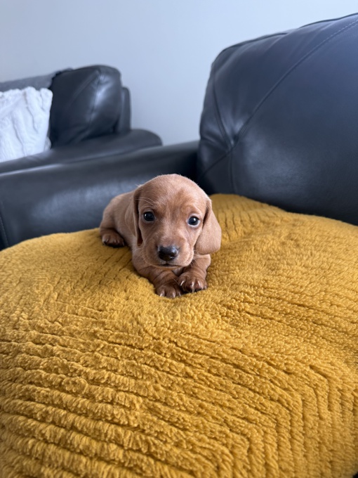 Mini Dachshund