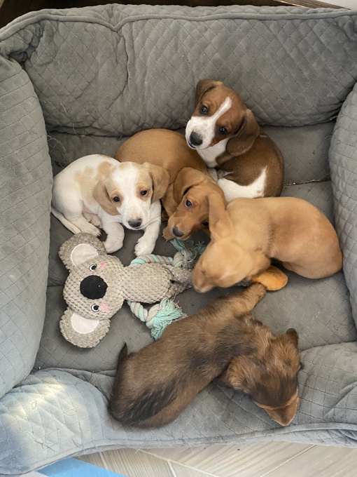 Mini Dachshund