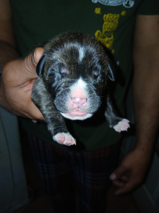 Mastiff