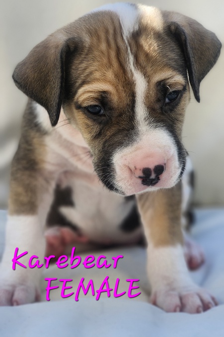 Mastiff Mix