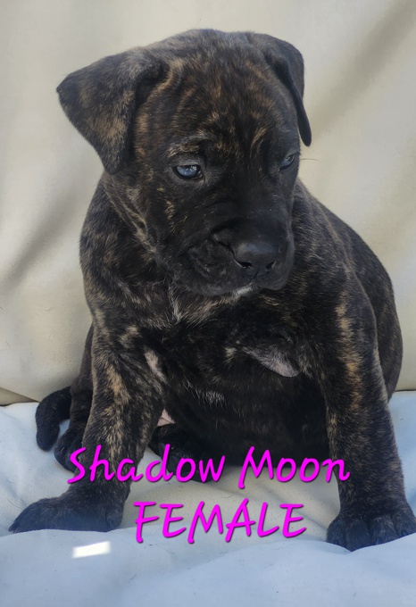 Mastiff Mix