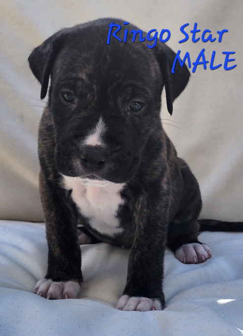 Mastiff Mix