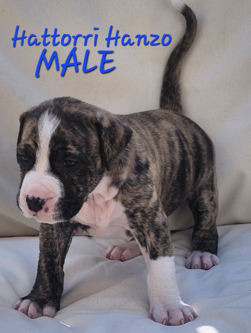 Mastiff Mix