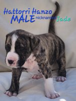 Mastiff Mix