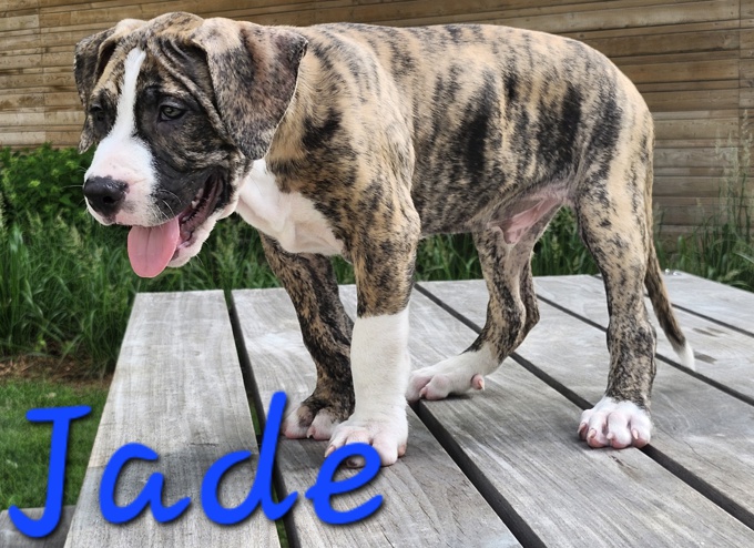 Mastiff Mix