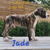 Mastiff Mix