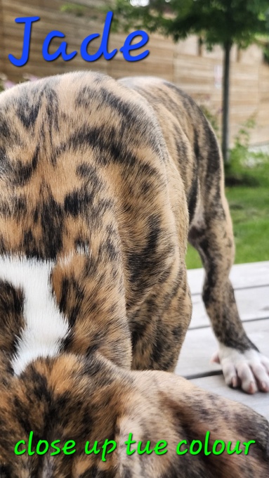 Mastiff Mix