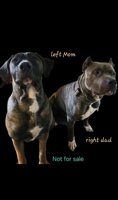 Mastiff Mix