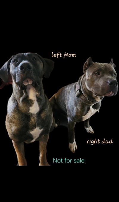 Mastiff Mix