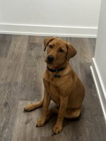 Labrador Retriver