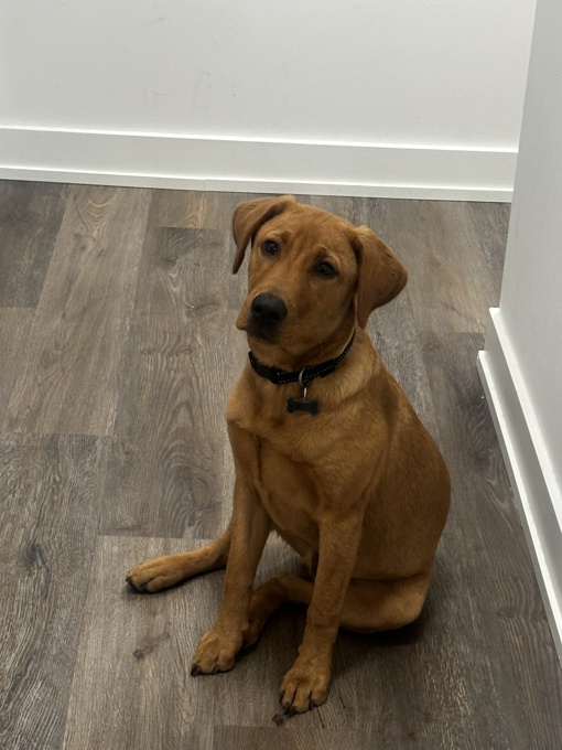 Labrador Retriver