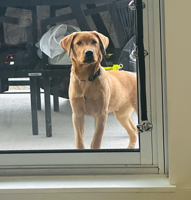 Labrador Retriver