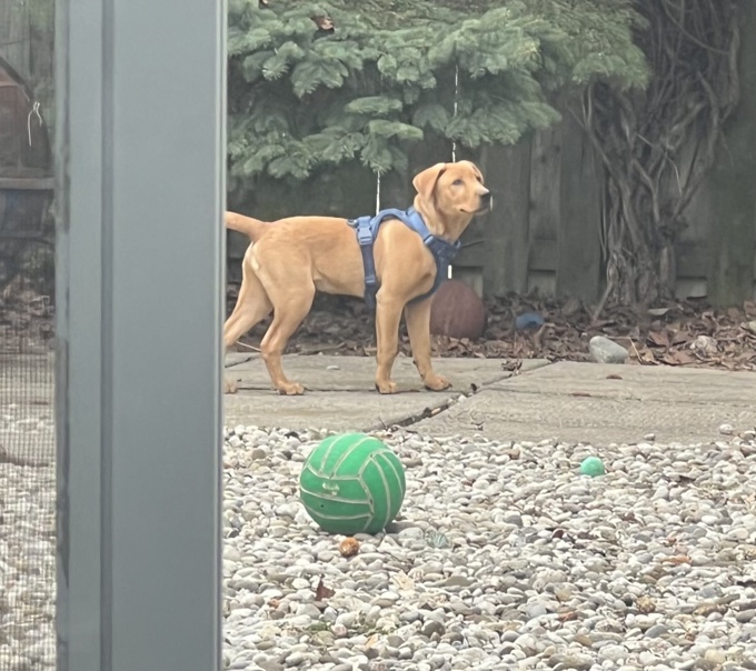 Labrador Retriver
