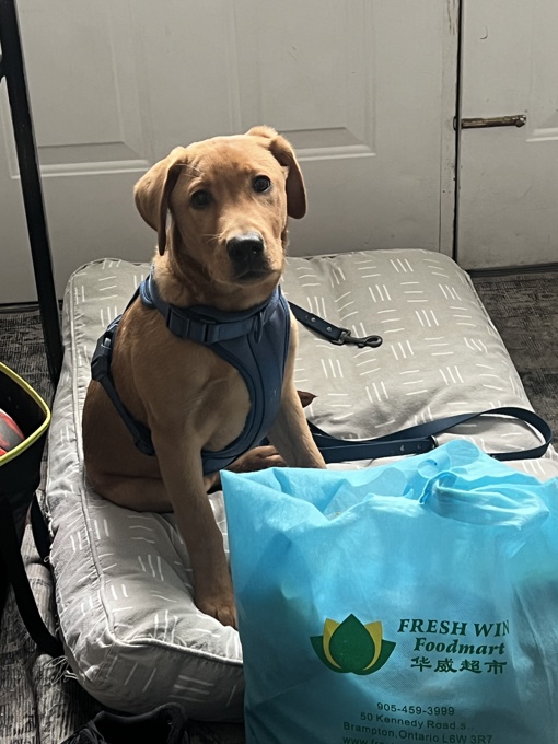 Labrador Retriver