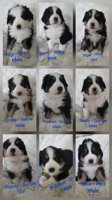 Bernese Maremma