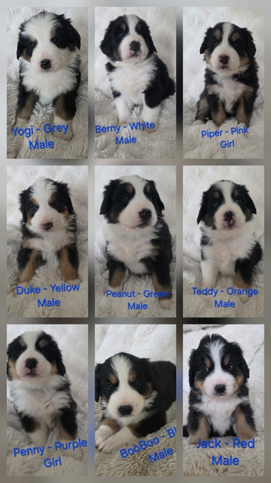 Bernese Maremma