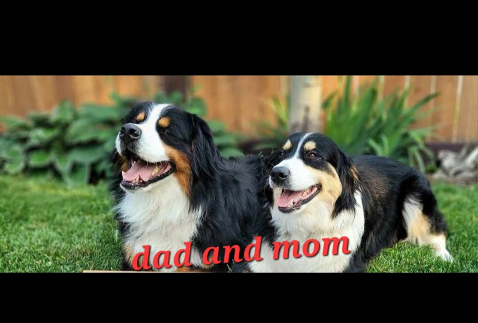 Bernese Maremma