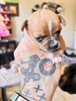 Boston Terrier/Chihuaua