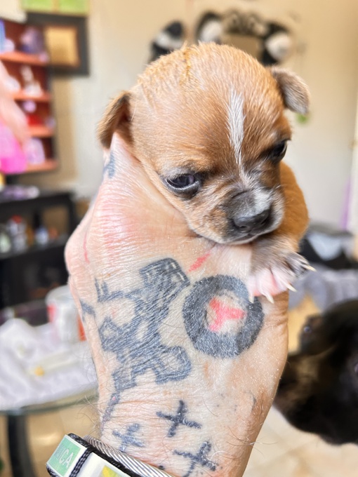 Boston Terrier/Chihuaua