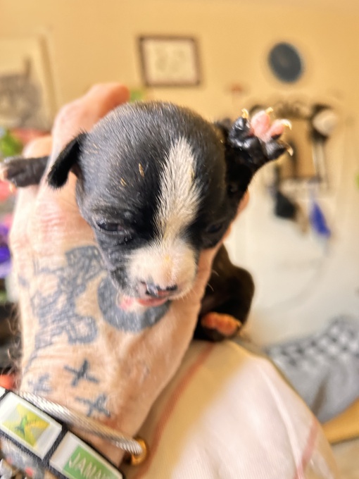 Boston Terrier/Chihuaua