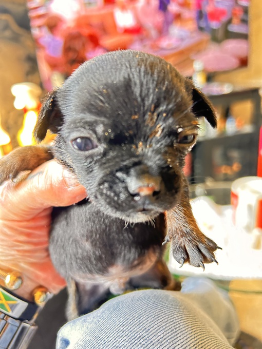 Boston Terrier/Chihuaua