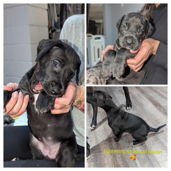 Great Dane