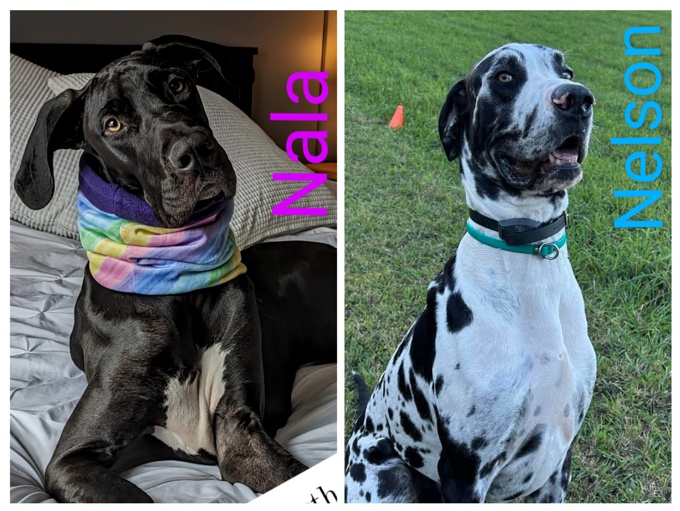 Great Dane