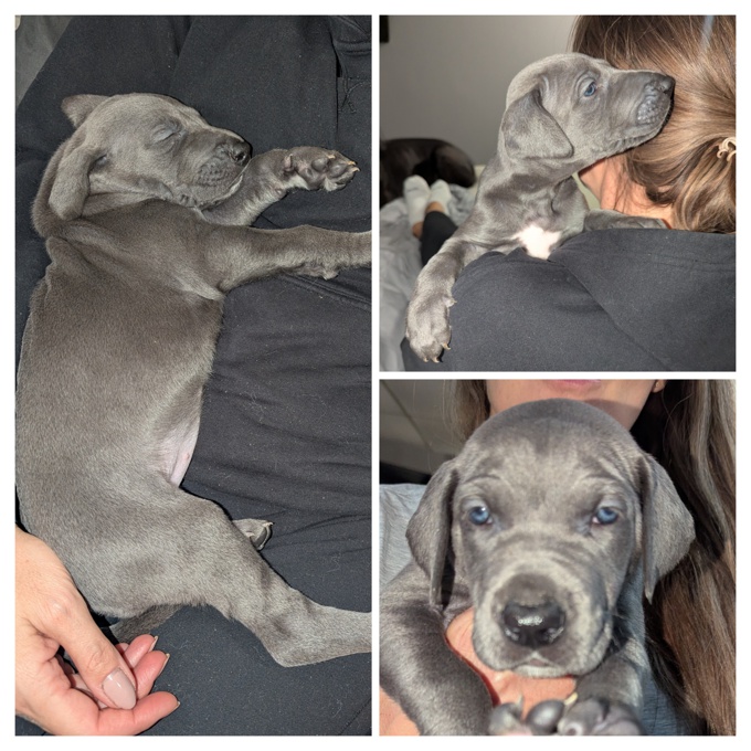 Great Dane