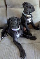 Great Dane