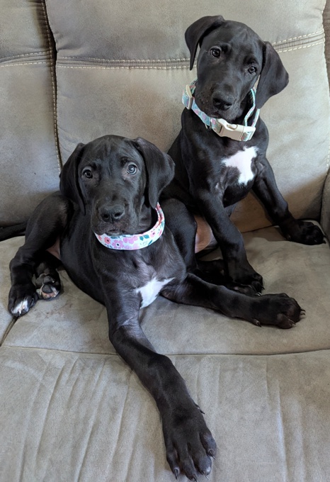 Great Dane