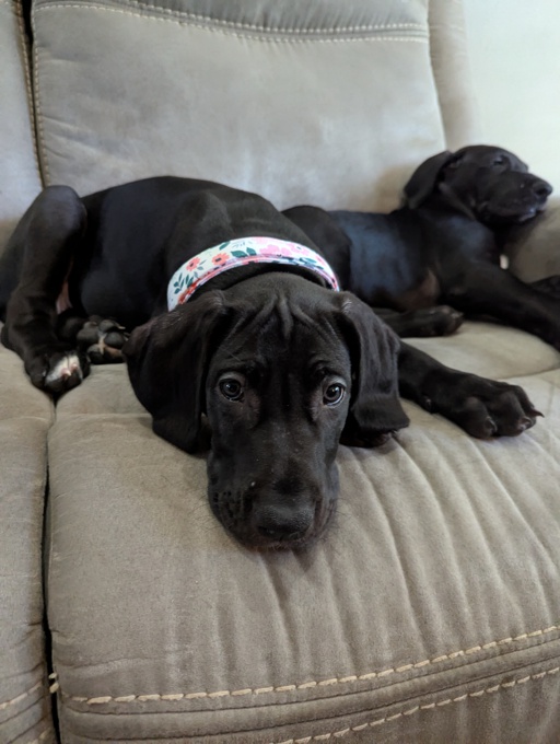 Great Dane