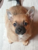 Seasoned Chi~Pom