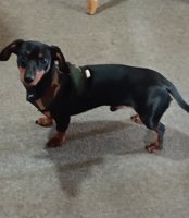 Miniture Dachshund