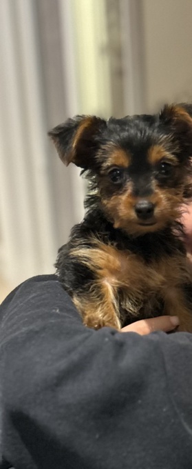 Yorkshire Terrier