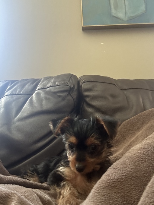 Yorkshire Terrier