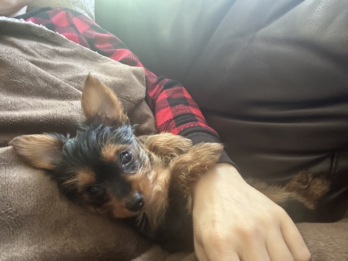 Yorkshire Terrier