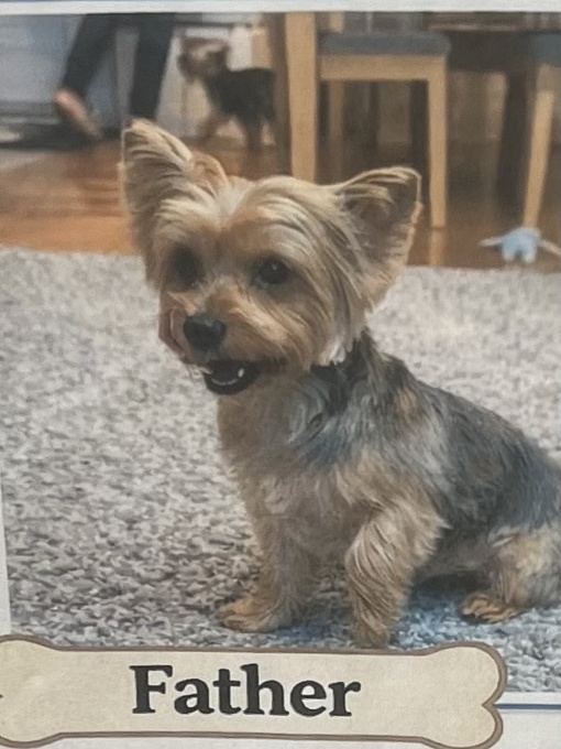 Yorkshire Terrier