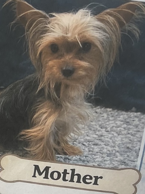 Yorkshire Terrier