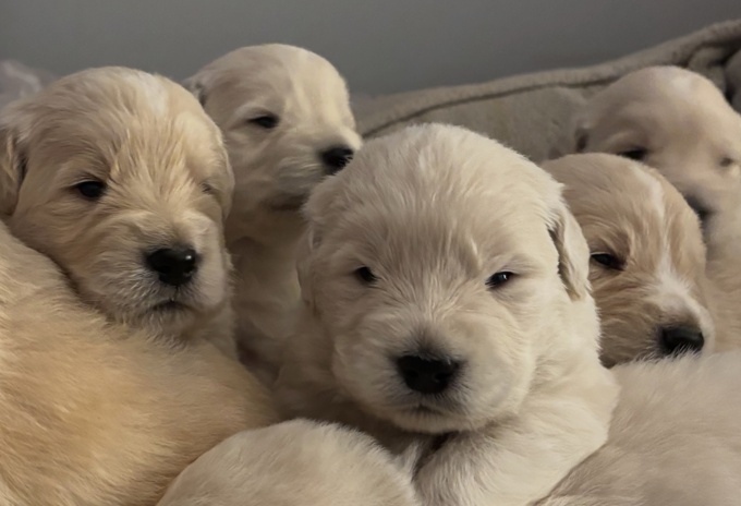 Golden Retriever