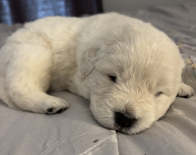 Golden Retriever