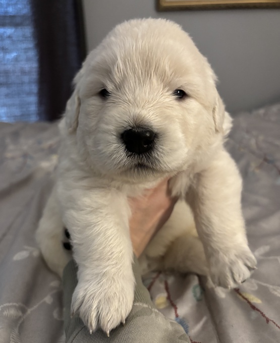 Golden Retriever