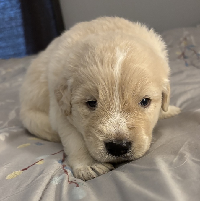Golden Retriever