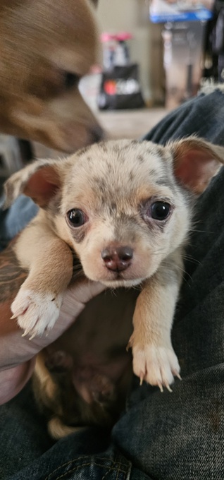 Chihuahua