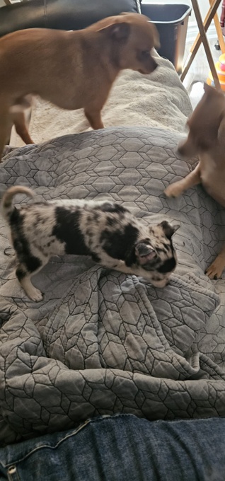 Chihuahua