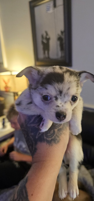 Chihuahua