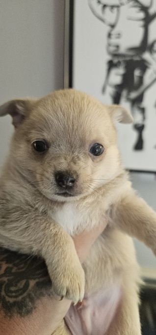Chihuahua