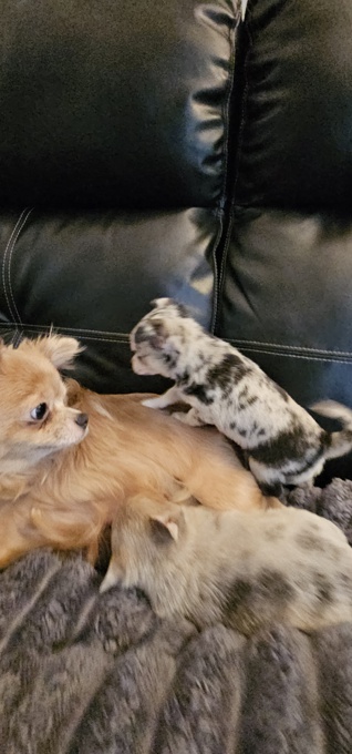 Chihuahua